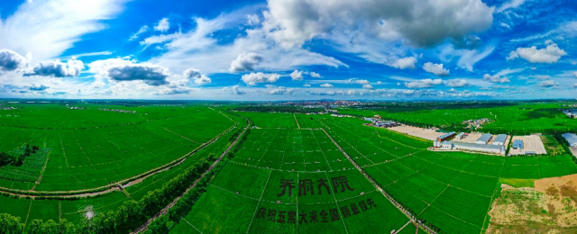 5航拍乔府大院试验田基地-稻田画  陈聂摄